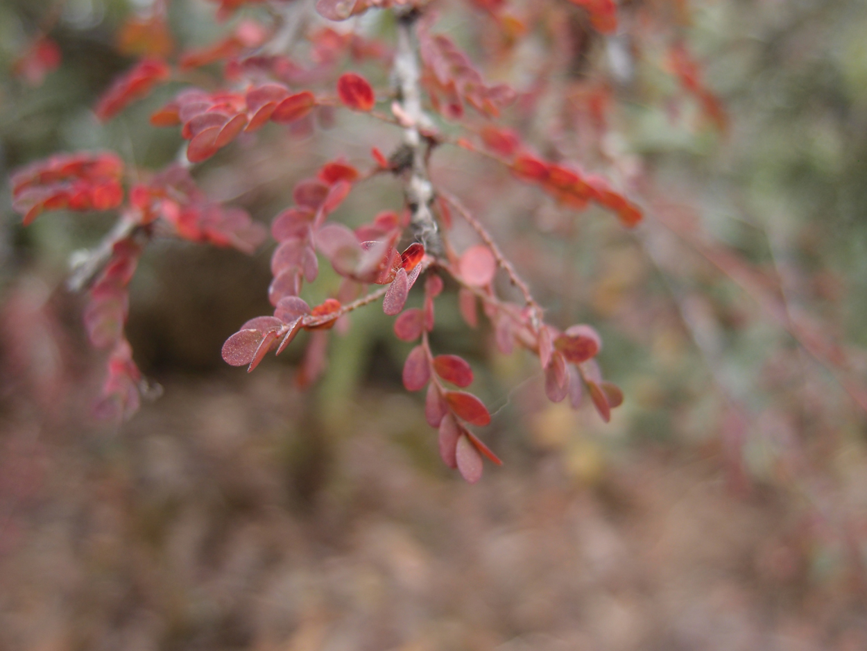 2018-01-16 12 Uhr - Im Shivapuri Nagarjun National Park (Nagi Gumba) (Foto) 
